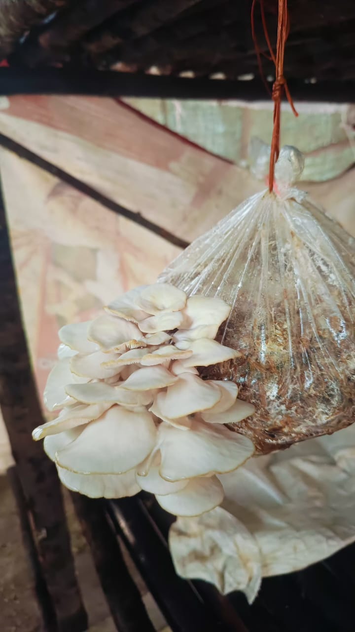 Mushroom 5.jpeg